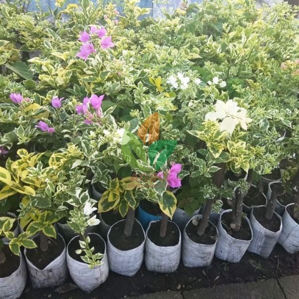 Warna bunga beranekaragam, ada yang kuning, merah, merah jambu, ungu, putih dan sebagainya. Tanaman Bunga Bougenville Variegata Shopee Indonesia
