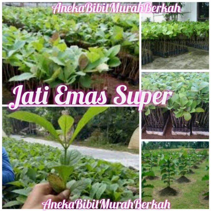 Bibit Pohon Jati Emas Super Lurus | Shopee Indonesia