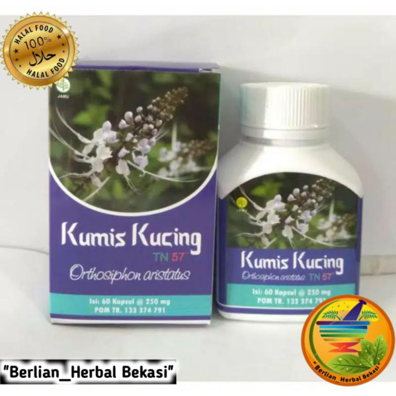 Direktur di pt toga food nusantara. Jual Kumis Kucing 50 Kapsul Toga Nusantara Indonesia Shopee Indonesia