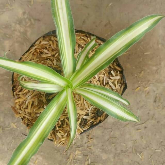 Tanaman hias bulu ayam - lili paris - spider plant | Shopee Indonesia