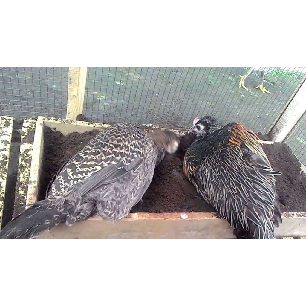 Ayam Bekisar 5 Bulan | Shopee Indonesia