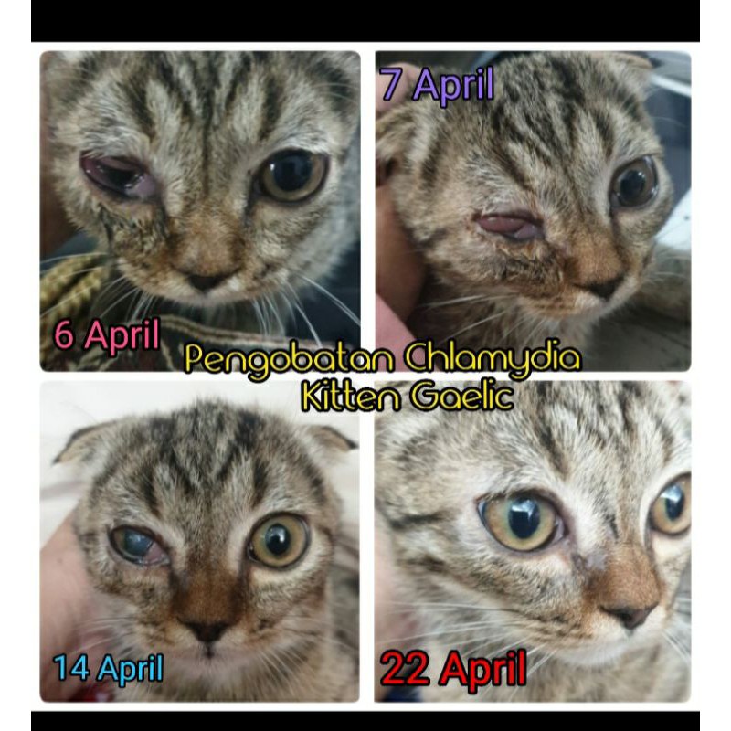 Bakteri ini tersebar di lingkungan, terutama di . Vitamin Mata Kucing Dan Resep Chlamydia Kucing Shopee Indonesia