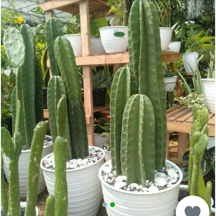 Pohon kaktus cowboy / belimbing 3 pcs + pot + media tanam dan serabut  kelapa | Shopee Indonesia
