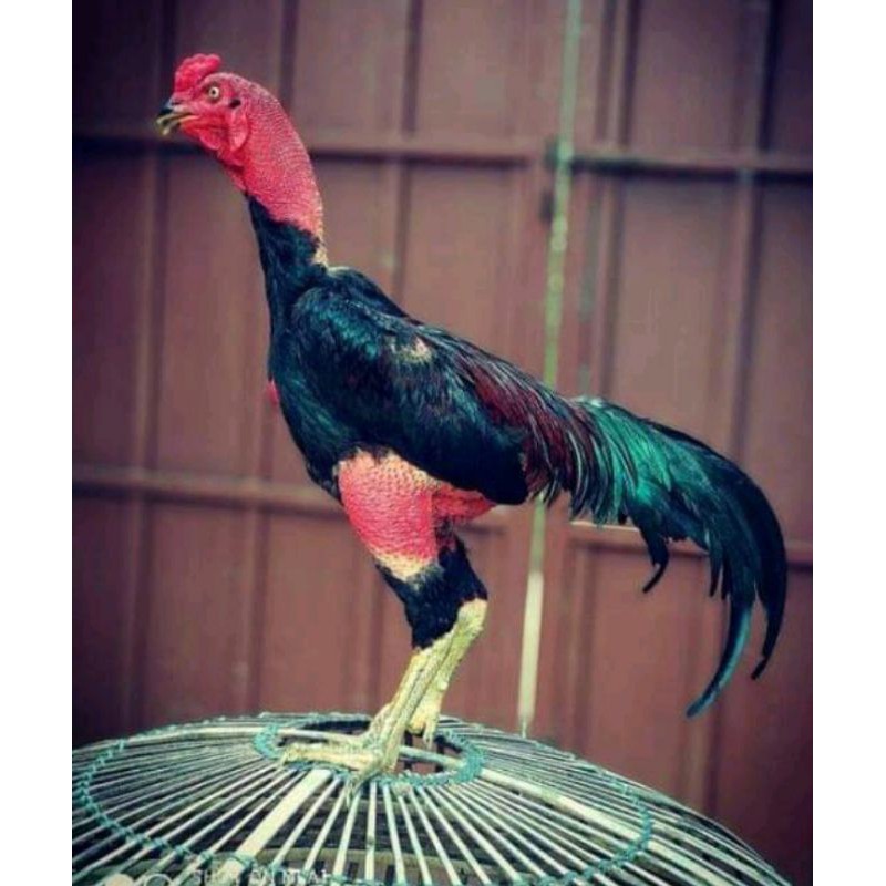 Telur tetas ayam berkualitas, trah impor jenis bangkok,pakhoy,brazil,birma,saigon,pama . Ayam Bk Ganoi Shopee Indonesia