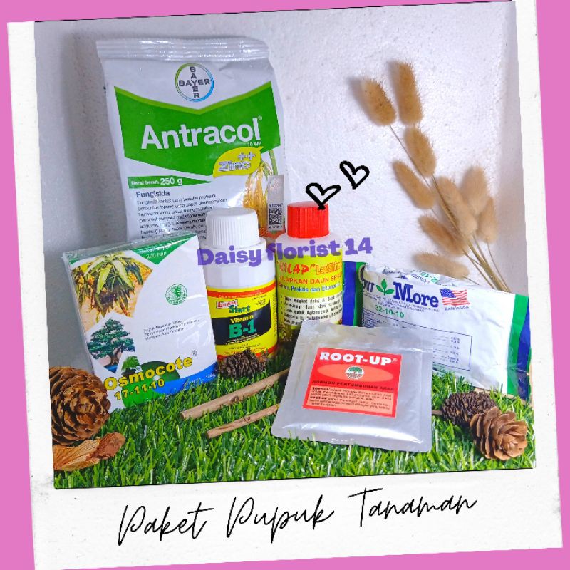 Sebut saja untuk tanaman yang fokus pada keindahan bentuk atau corak daun di antaranya alokasia, aglaonema, caladium, dan monstera. Jual Pupuk Aglonema Keladi Dan Tanaman Hias Indonesia Shopee Indonesia