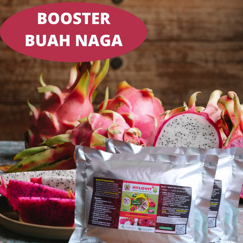 Kesibukan beliau menyiramkan pupuk organik cair biogan ditambah air bersih itu. Pupuk Untuk Buah Naga Merah Pupuk Buah Naga Biar Cepat Berbuah Shopee Indonesia