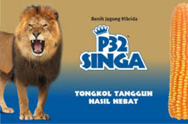 6192020 jarak tanam bibit jagung besar tanpa diselingi tanaman lain yaitu 90 x 60 cm dan bibit jagung kecil 80 x 40 cm. Jual Bibit Jagung Pioneer P32 Unggul 5 Kg Indonesia Shopee Indonesia