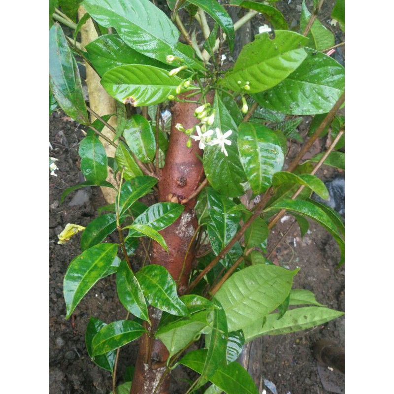 Anting putri /wrightia religiosa adalah salah satu bonsai paling laris di daerah kalimantan, pohon jenis ini tak heran populer untuk dijadikan bonsai, karena pohonnya gampang di bentuk menjadi bonsai dan cara menanamnya relatif mudah serta dari segi estetika pohon ini mempunyai. Bahan Bonsai Mentaos Bintaos Shopee Indonesia