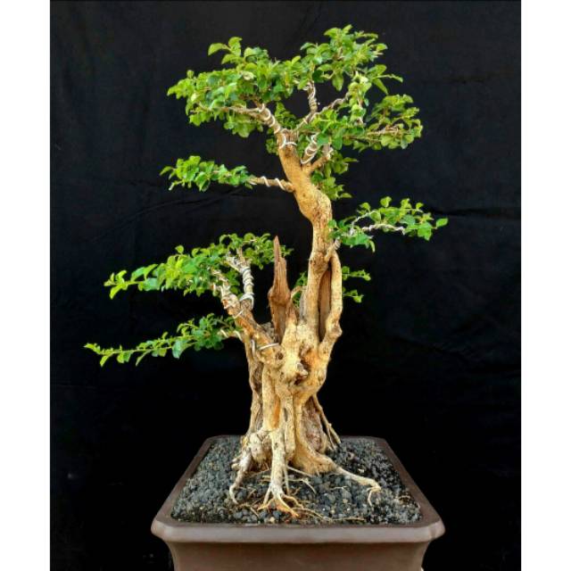 Penjelasan mengenai cara tanam bahan bonsai sisir dari dongkelan alam dengan media full pasir atau tanah humus dari bawah pohon bambu. Dongkelan Bahan Bonsai Sisir Akar Kuning Shopee Indonesia