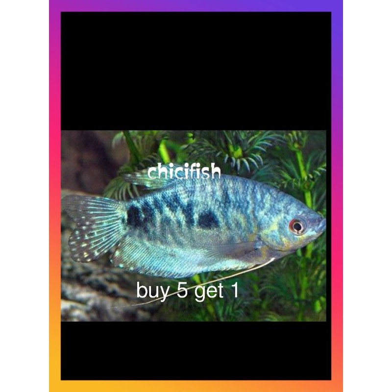 Ikan sepat biru cantik sekali di aquarium fauna kita ks165#animal #fauna #fish #freshwater #animals #aquarium #bettafish #indonesia . Harga Ikan Sepat Terbaru April 2022 Biggo Indonesia