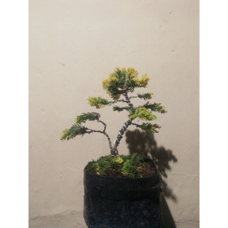 cemara emas. gold chinese juniper | Shopee Indonesia