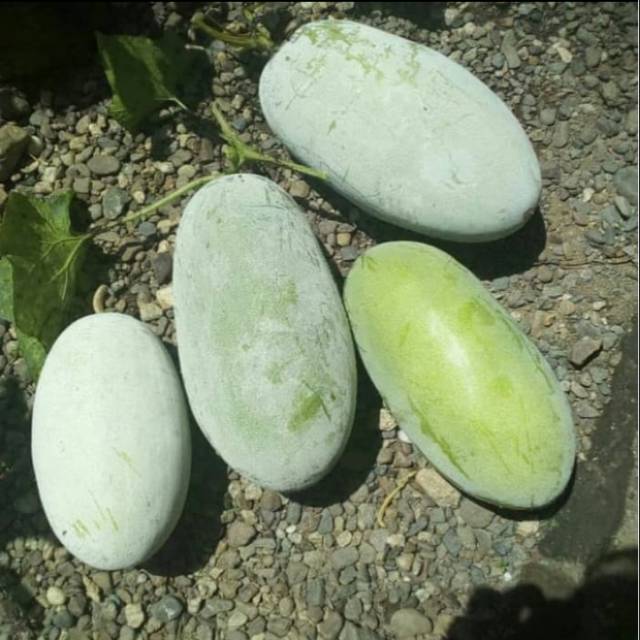 Buah bligo - bligo 3kg - buah kundur Masih segar baru dipetik | Shopee  Indonesia