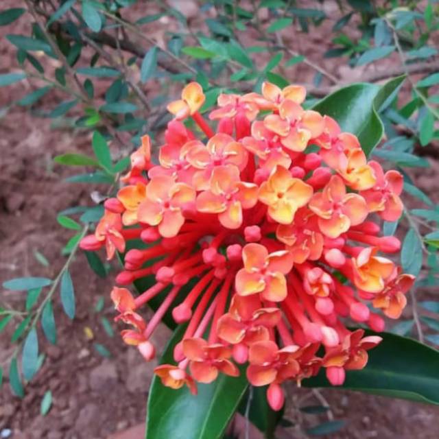 Tag budidaya.bunga, keladi red star, . Tanaman Hias Asoka Siantan Orange Soka Orange Bunga Siantan Shopee Indonesia