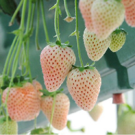 1.250 sd 1.540 ph : Jual Isi 30 Butir Benih Buah Stroberi Putih White Strawberry Indonesia Shopee Indonesia