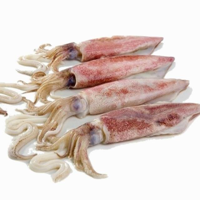 cumi segar Harga Terbaik - Makanan Segar &amp; Beku Makanan &amp; Minuman Oktober  2021 | Shopee Indonesia