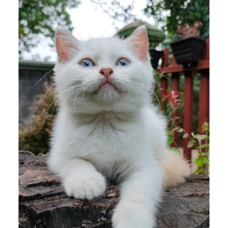 Jual dan cari hewan peliharaan kucing terbaru di indonesia, temukan listing hewan peliharaan kucing terbaru hanya di olx tempat jual beli terlengkap di . kucing British pure short hair betina kitten BSH / British ...