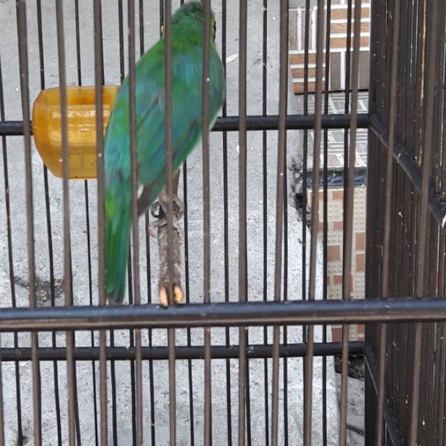 Dari segi morfologis burung ini mempunyai warna hijau pekat di tubuhnya dan warna hitam pada paruh dan beberapa lehernya. Cucak Ijo Banyuwangi Asli Shopee Indonesia