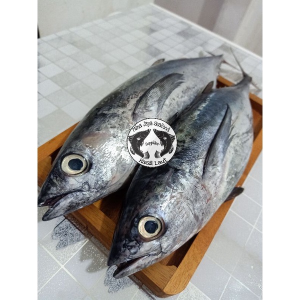 ikan tongkol segar / ikan laut segar | Shopee Indonesia