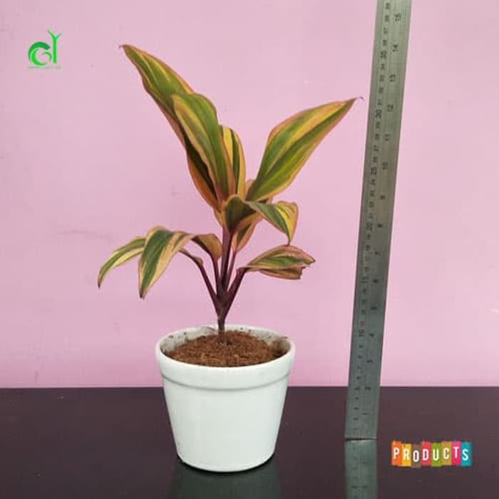 Tanaman hias indoor andong hanjuang pelangi cordyline kiwi | Shopee  Indonesia