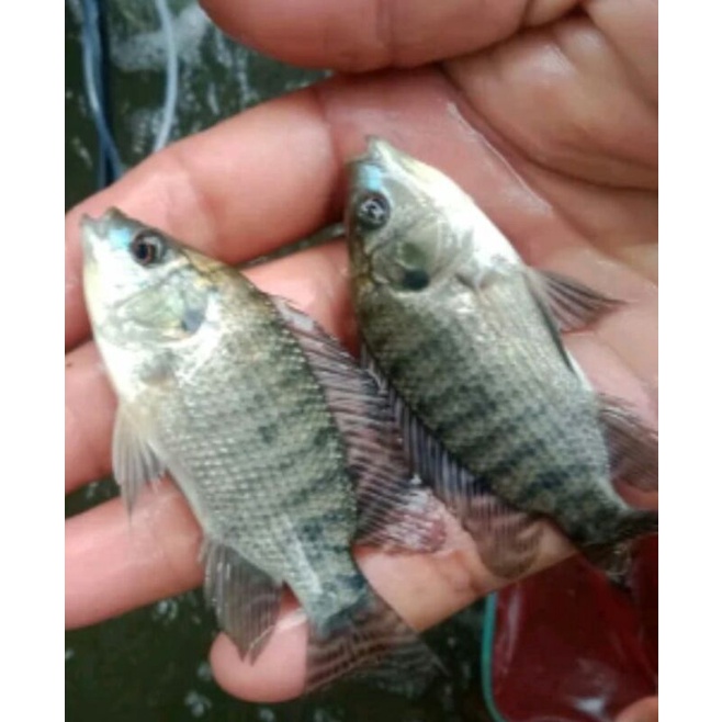 Ikan nila gift · 3. Harga Bibit Ikan Nila Nirwana Terbaru Agustus 2022 Biggo Indonesia