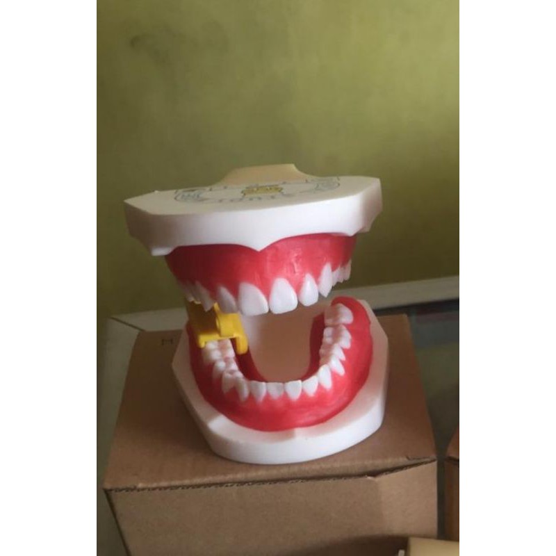Jual dental study model gigi wax Indonesia|Shopee Indonesia