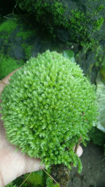 Tentunya tidak hanya ikan hias saja yang penting dalam akuarium, namun berbagai komponen lain seperti tanaman juga tidak kalah penting. Moss Darat Shopee Indonesia