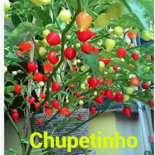 Benih cabe chupetinho, cabe hias bisa dimakan, jual benih cabai cabe |  Shopee Indonesia