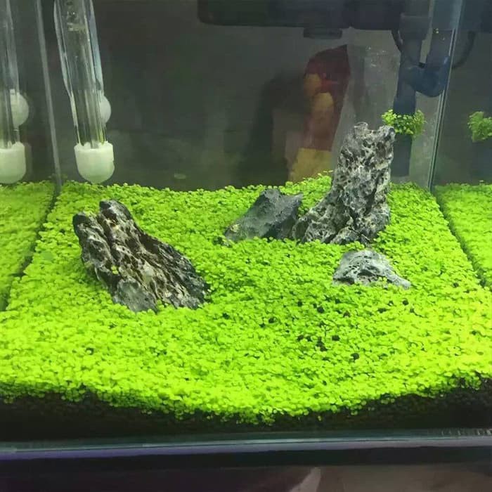 Winter, for some, is quite enjoyable. Benih Tanaman Karpet Aquascape - BENIH TOKO