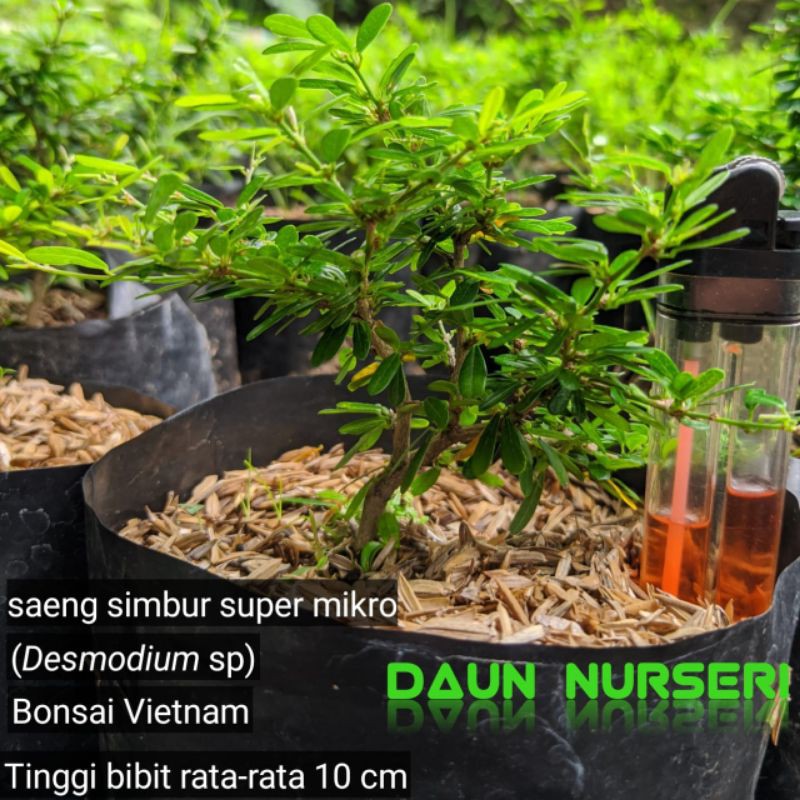 Pembudidaya bonsai saeng simbur vietnam. Saeng Simbur Super Mikro Shopee Indonesia