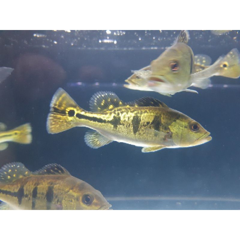 Disini kita akan membahas macam macam peacock bass kelberi. Jual Pbass Kelberi Bahia Indonesia Shopee Indonesia