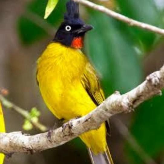 Jual Yosaf | Burung Kutilang Emas Bahan Rawatan Indonesia|Shopee Indonesia 542_X_542_jpg