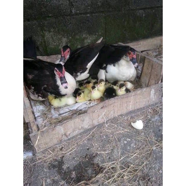 Berbagai obat pilek alami di bawah ini sudah dikenal sejak zaman nenek moyang, lho, untuk mengatasi pilek! Telur Entok Mentok Shopee Indonesia