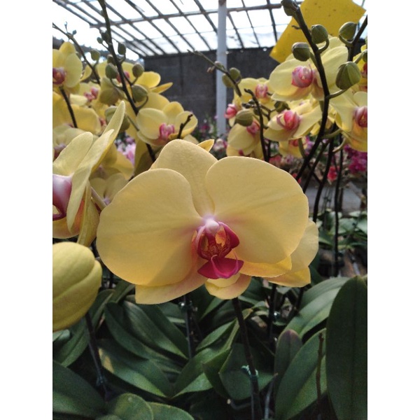 Anggrek bulan kuning lidah ungu | Shopee Indonesia