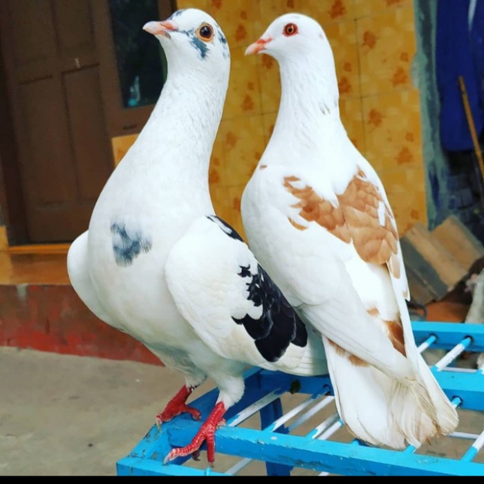 Harga Burung Dara Sepasang Giring Terbaru Januari 2022 | Biggo Indonesia 700_X_700_jpg