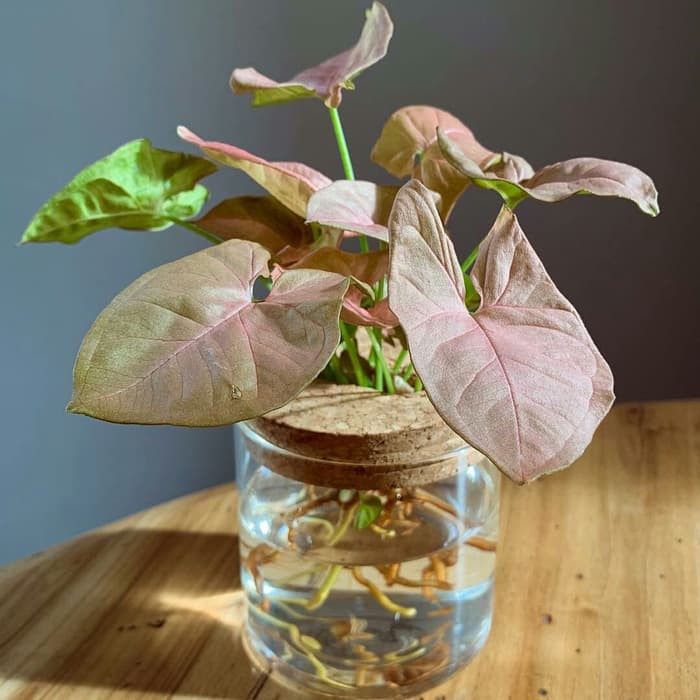 Enaknya, kamu tidak perlu media tanah untuk mengembangbiakan tanaman jenis ini. Tanaman Hias Air Yang Tahan Di Dalam Ruangan Indoor Syngonium Pink Shopee Indonesia