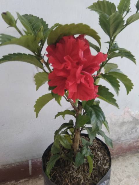 Bibit bunga sepatu ungu tumpuk | bunga hibiscus double purple | kembang sepatu . Tanaman Hias Bunga Hibiscus Merah Tumpuk Shopee Indonesia