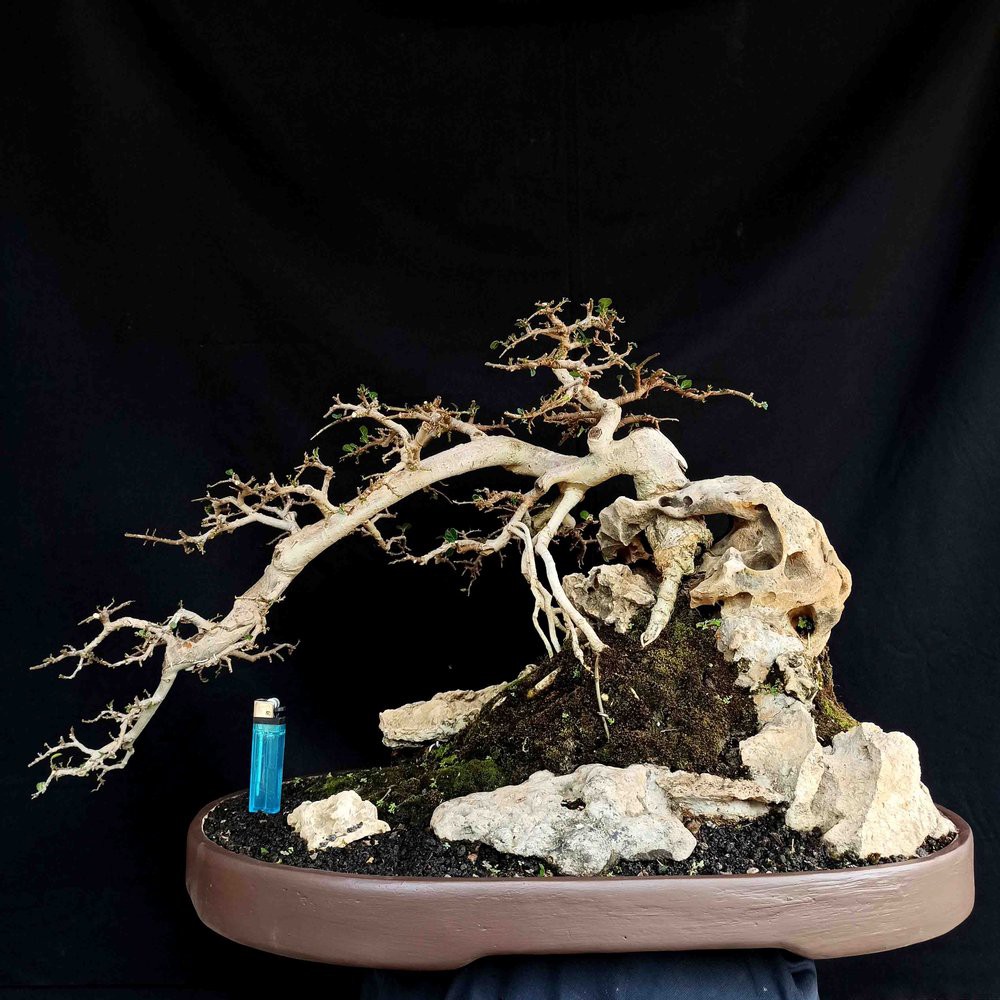 Bonsai mini yogyakarta posts facebook. Bonsai Tanaman Serut On The Rock Tebing Semi Cascade Air Terjun Matang Prospek Shopee Indonesia