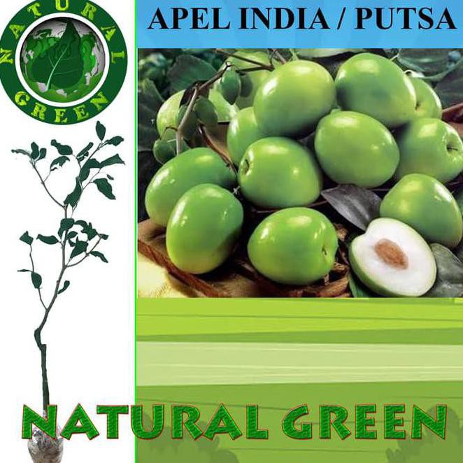 benih bibit Tulen! Bibit Tanaman Buah Putsa (Apel India) J&lt;* | Shopee  Indonesia