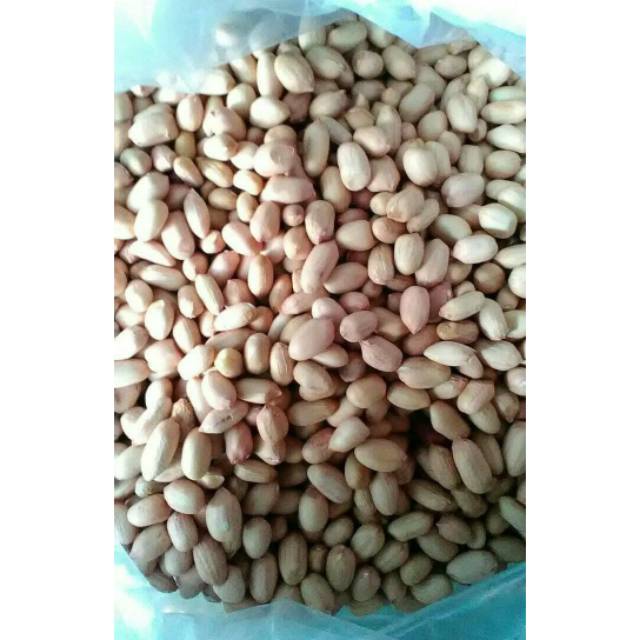 20/08/2009 · deskripsi kacang tanah varietas gajah. Benih Kacang Tanah Varietas Gajah (isi 2) Kualitas Super