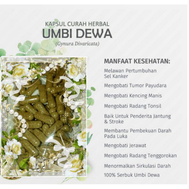Daun dewa diyakini bisa mengurangi iritasi kulit yang . Jual Umbi Dewa 100 Kapsul Curah Herbal Radang Tonsil Diabetes Jerawat Stroke Kanker Indonesia Shopee Indonesia