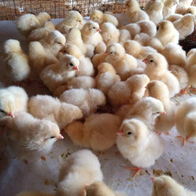 Ayam Petelur / Anak Ayam Petelur / DOC ayam Telur | Shopee Indonesia