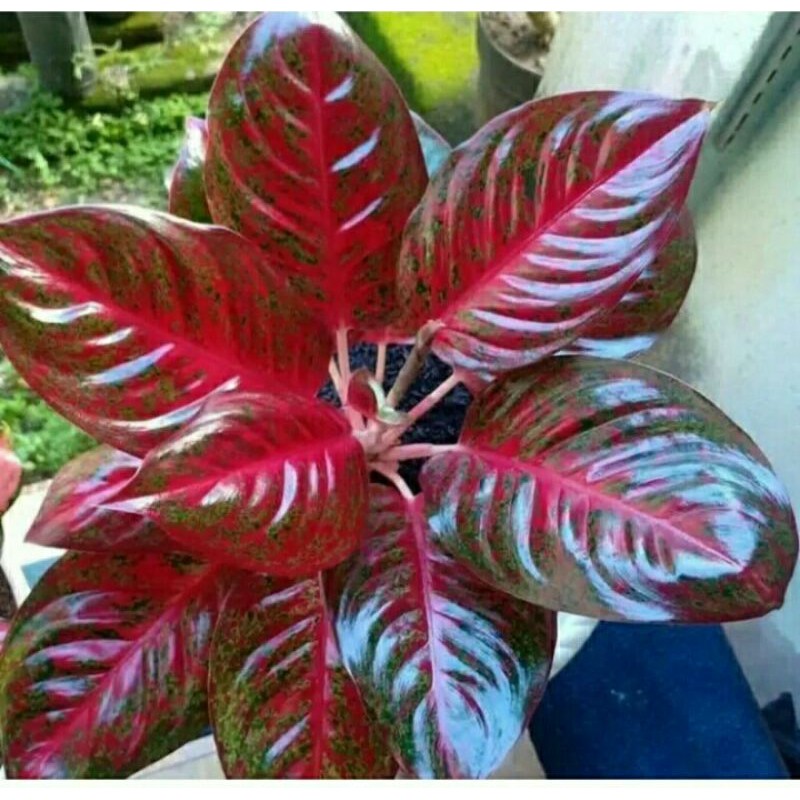 Bunga aglonema cantik is on facebook. Bunga Aglonema Harga Terbaik Taman Perlengkapan Rumah September 2021 Shopee Indonesia