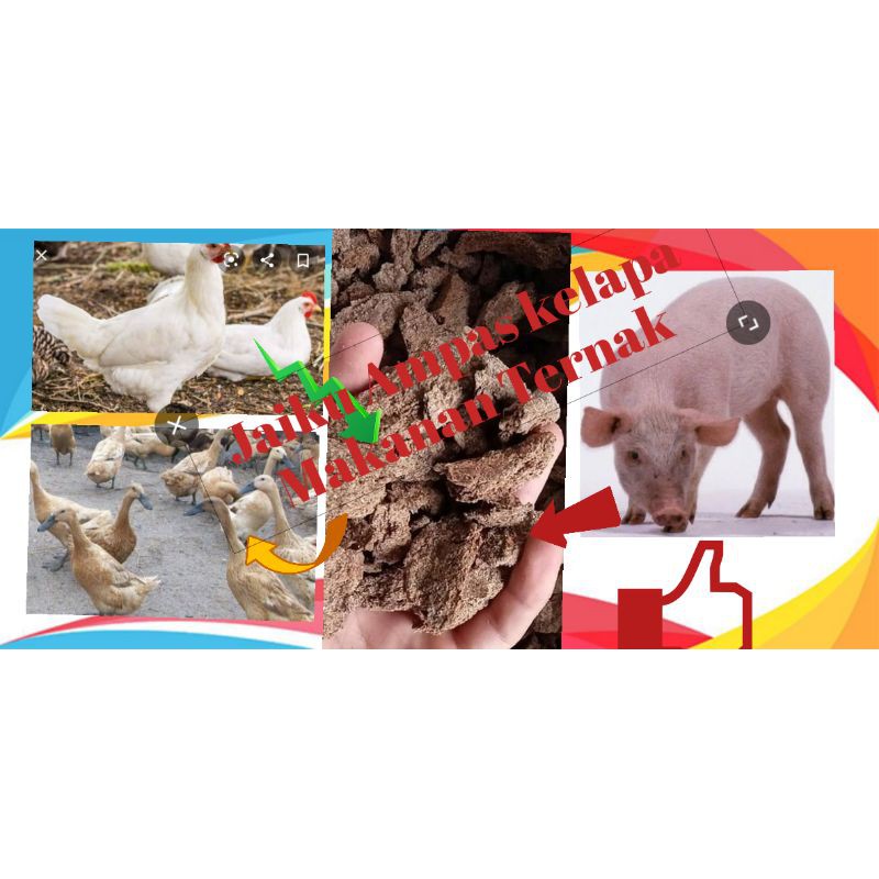 Hewan ternak, berikut tabel kandungan ampas kelapa: Ampas Kelapa Jaiku Pakan Suplemen Makanan Babi Ayam Bebek Suplemen Makanan Ternak Shopee Indonesia