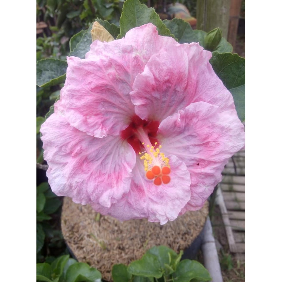 Bunga digunakan untuk menyemir sepatu di india dan sebagai bunga persembahan. Tanaman Bunga Sepatu Soft Pink Tumpuk Kembang Sepatu Shopee Indonesia