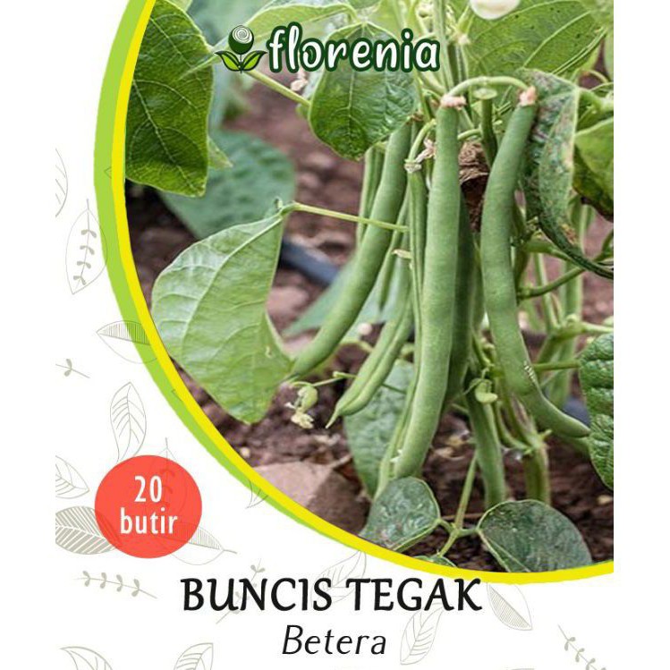 20 Biji / Benih Buncis Tegak Betera | Shopee Indonesia