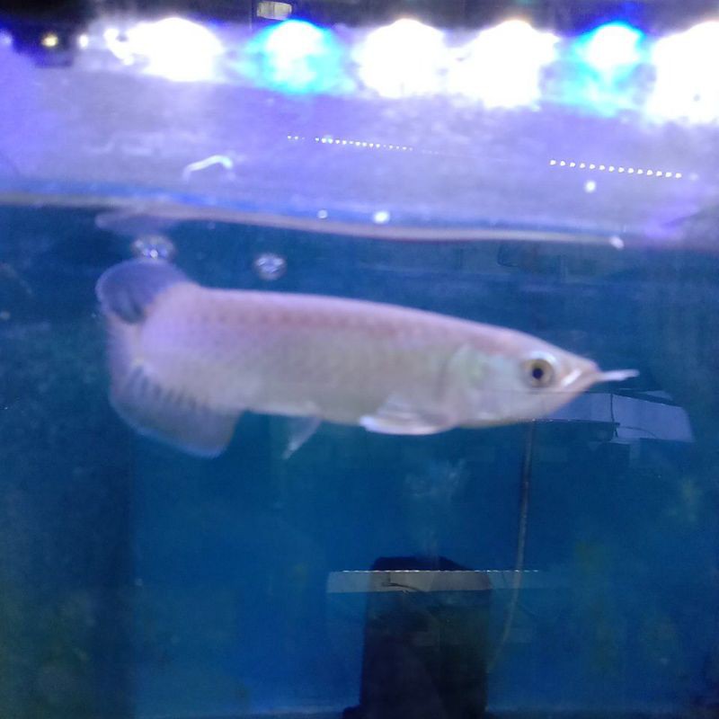 Bikin aquascape tank gede.jatuh2nya biayanya jauh lbh mahal drpd arowana nya sendiri (asumsi bukan sr kelas kontes loh ehehhehe) 2. Ikan Arwana Arowana Banjar Red Bersertifikat Aquarium Aquascape Shopee Indonesia