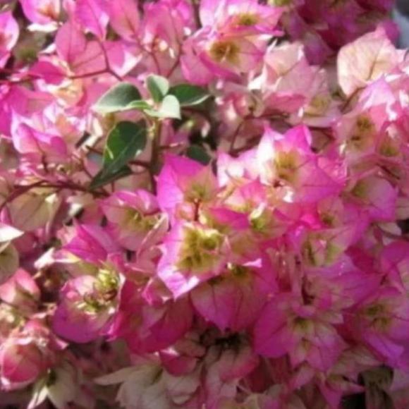 Bougenville afterglow merupakan salah satu jenis yang jadi favorit. Sale Bibit Bunga Bugenvil Bougenville Kertas Tumpuk Cherry Blossom Pink 9806 Shopee Indonesia