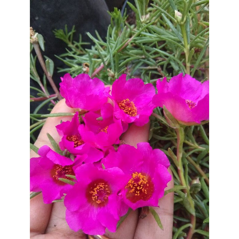 Jual Tiara Ungu 10 stek Moss rose krokot bunga pukul sembilan  Indonesia|Shopee Indonesia