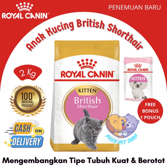Boneka kucing plush baby scottish fold cat walking with sound iwaya. Jual Shorthair Harga Terbaik Juli 2022 Shopee Indonesia