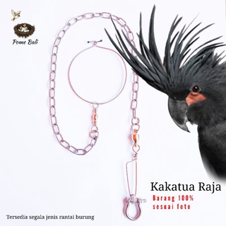 Jual Kakatua Raja Harga Terbaik Januari 2022 | Shopee Indonesia 320_X_320_jpg
